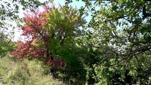 Пешая прогулка по полям в районе села Климовка, Самарская область