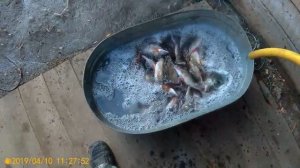 ОКУНЬ СУШЕННЫЙ!!ПРОСТОЙ СПОСОБ!!