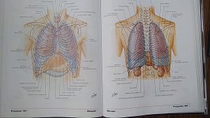 Плевра (pleura), плевральные синусы (recessus pleurales)