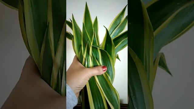 Dracaena Fragrans  Indoor Plants and Lucky Plants that you must have?