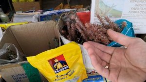 Горячие источники посёлка Жемчуг.