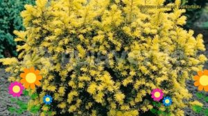 Тис ягодный Семперауреа. Краткий обзор, описание характеристик taxus baccata Semperaurea