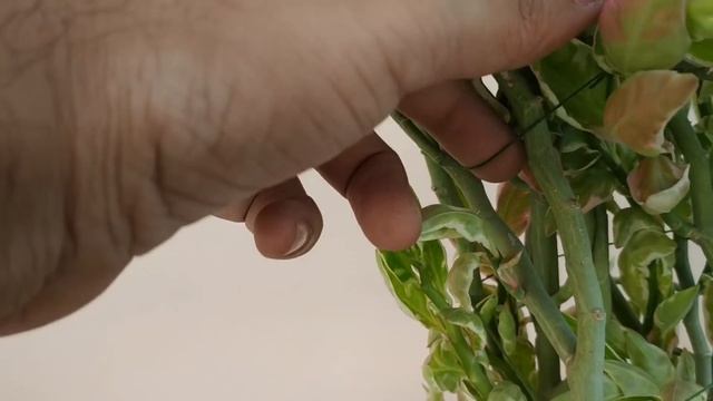 Euphorbia Tithymaloides - Pedilanthus - Devil's Backbone | Grow, Care and Propagation смотреть онлайн