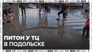 Трехметровый питон замечен у торгового центра в Подольске - Москва 24