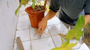 PHILODENDRON GOLDEN VIOLIN CARE AND TIPS + PROPAGATION