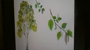 Ознакомление с окружающим, 3-5 лет, "Экологическая тропа"