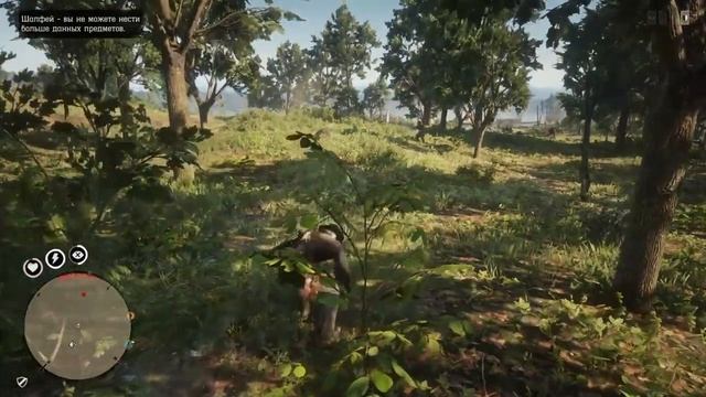 Шалфей покрывальцевый. Подсказки(гайды), помощь. Red Dead Redemption 2 online. РДР2 онлайн.