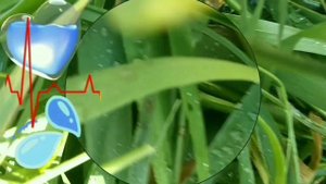 АЭРОЗОЛЬНЫЙ ( туманом) ПОЛИВ ВИНОГРАДА