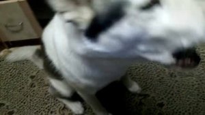 Поёт= хаски Белый - музыка  с ходунков