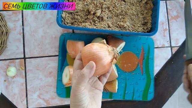 как посадить лук на зелень дома. Зелёный лук зимой на подоконнике.