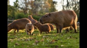 100 фактов о млекопитающих.  Часть 1 / 1-20