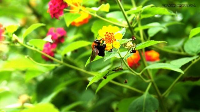 природа 34
