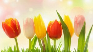 Шопен Вальс цветов Музыкальные ролики от Роджера