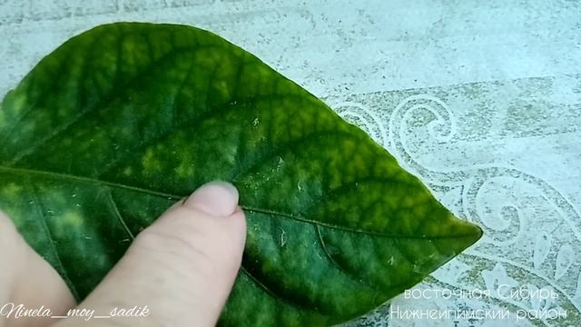 Недостаток магния(хлороз) у перцев. Как бороться. Мой опыт.