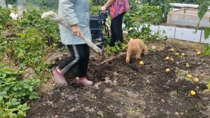 Электрическая садовая тачка Часть 3