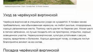 Черёмуха виргинская красная