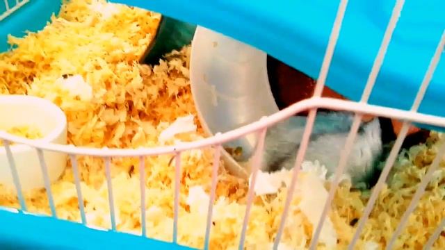 КАК ОХЛАДИТЬ ХОМЯКА В ЖАРУ??? | KEKC CHANNEL смотреть онлайн