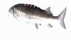 Рыба Рапапа | 1 час