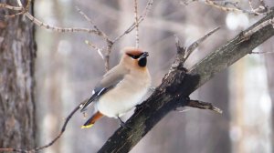 Свиристели в лесу ( Bombycilla garrulus )