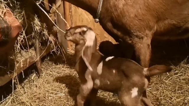 Как мы ростим козлят. Мой опыт. смотреть онлайн