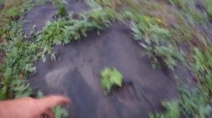 Моя мини плантация смородины Результат применения АГРО ткани