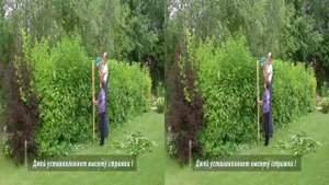 3D. Стрижка четырехлетнего кустарника с помощью электрического кустореза