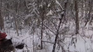 ТРУДОВАЯ ОХОТА / ТАЙГА КОМИ / ДОБЫЛ ТРЁХ ПЕРНАТЫХ
