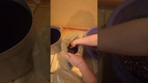 Формирования блока грибов вешенки на шелухе