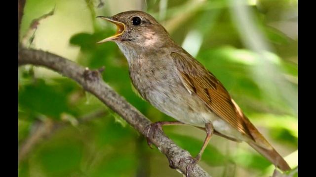 Как Он Красиво Поет. Пение Соловья Летом. смотреть онлайн