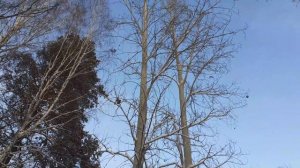 Небольшой обзор зимой,  белых пирамидальных тополей