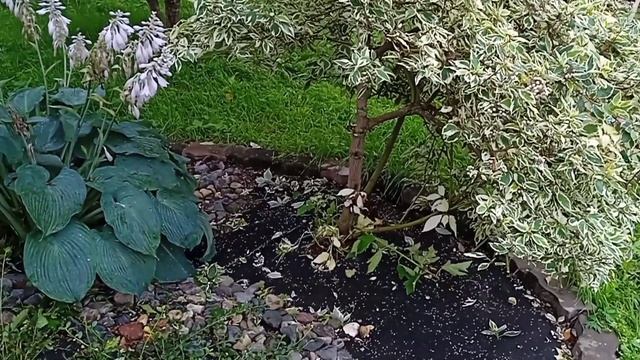 Ленивый садовод. Преображение любимого миксбордера. смотреть онлайн