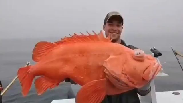 Алеутский морской окунь