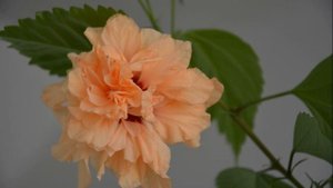 Гибискус или Китайская роза