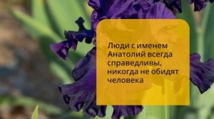 Цветок имени Анатолий – фиолетовый ирис