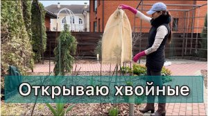 Обзор хвойных с названиями. Как перезимовали? Снимаю укрытия. Ель, сосна, можжевельник, туя