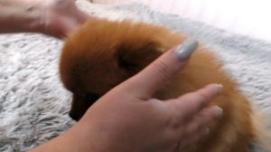 Масло для роста волос. Шерсть шпица после увлажняющей маски для собак