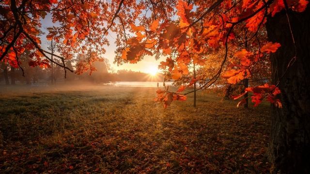 ? ПОЧЕМУ ОСЕНЬЮ ЖЕЛТЕЮТ ЛИСТЬЯ? смотреть онлайн