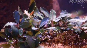 Буцефаландра Брауни | (Bucephalandra spec. Brownie).