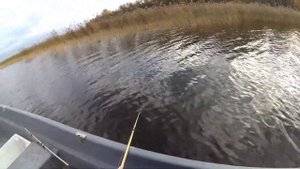 Барышево..., Вуокса..., Рыбалка... 20.10.2022