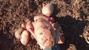 Урожая Картофель Коннект и КАРТОФЕЛЬ БЕЛАЯ РОЗА