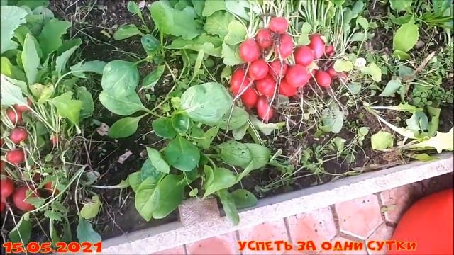 15.05.2021 Убираем урожай редиса: 5 сортов- честный, непредвзятый обзор.