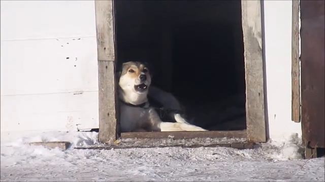 Бренда поет смотреть онлайн