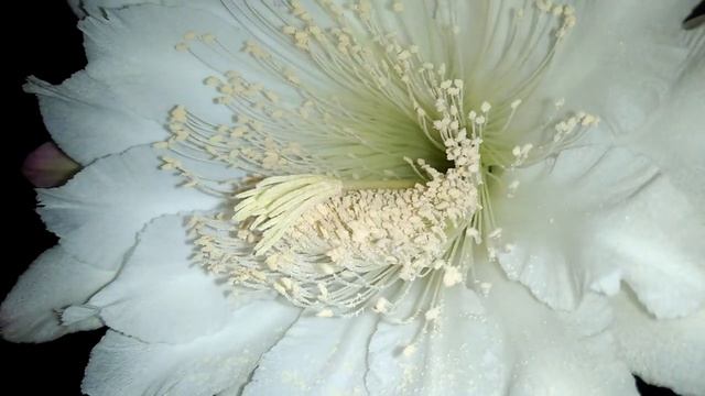 Cereus repandus is blooming | peruvian apple Cactus | смотреть онлайн