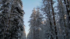 Зимний лес звуки природы The nature of Russia