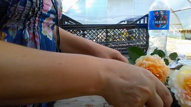 Черенкование роз. Результаты