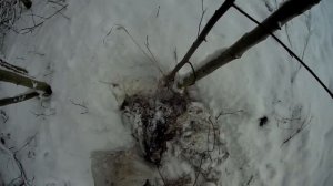 Пришли волки .Всё сожрали.