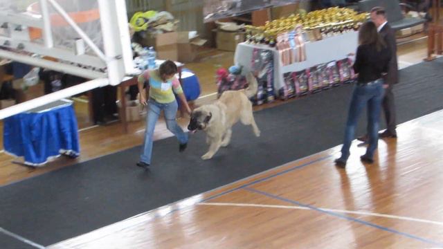 Айдара Надира для Золотой Лиры смотреть онлайн