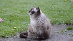 Рассказ про кошку, которая шипела на хозяина, пытаясь предупредить его об опасности