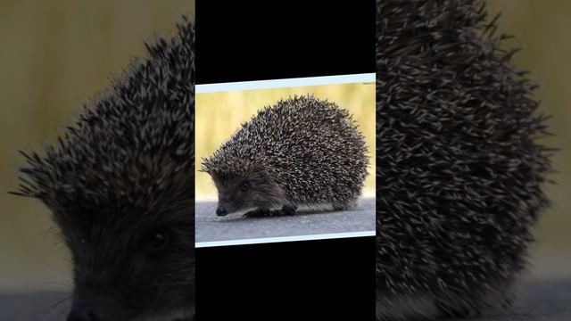 сказка Неуклюжий ёжик. Глава 1 смотреть онлайн