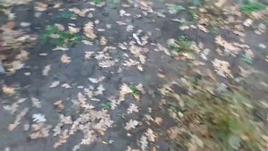 Морозостойкость маракуйи северной, пассифлоры инкарнатной.